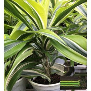 [Cây phong thủy] Phát Tài Mỹ - CayGiongTot