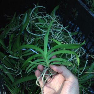 [Cây giống] hoa lan Vanda nhiều màu - giao cây màu ngẫu nhiên, không chọn màu