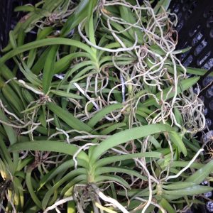 [Cây giống] hoa lan Vanda nhiều màu - giao cây màu ngẫu nhiên, không chọn màu