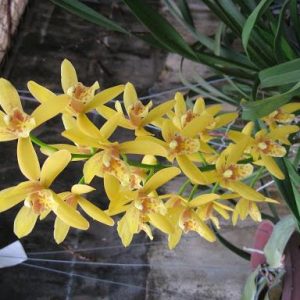 Chậu cây giống lan Kiếm hoa VÀNG giống nhập Thái đã thuần khí hậu Việt Nam