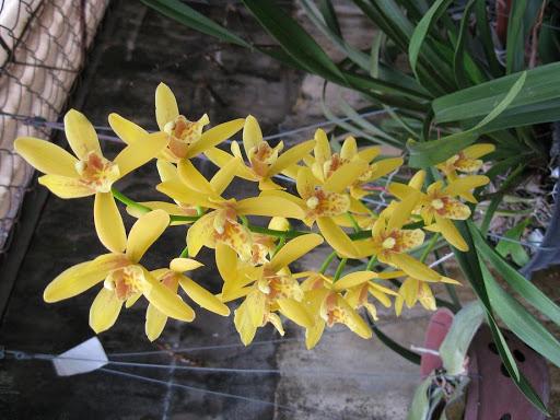 Chậu cây giống lan Kiếm hoa VÀNG giống nhập Thái đã thuần khí hậu Việt Nam