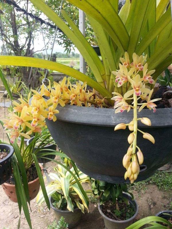 z1956957248112-43c6013cd6fa8e2f187a0b6d922a25d3-1 Chậu cây giống lan Kiếm hoa VÀNG giống nhập Thái đã thuần khí hậu Việt Nam