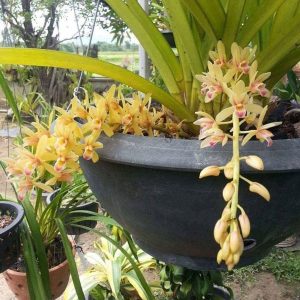 Chậu cây giống lan Kiếm hoa VÀNG giống nhập Thái đã thuần khí hậu Việt Nam