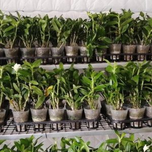 Chậu cây lan Dendro xuân nhiều thân, cho hoa Tết hàng năm - hoa bền đẹp tới 2 tháng