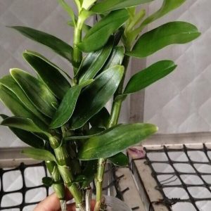 Chậu cây lan Dendro xuân nhiều thân, cho hoa Tết hàng năm - hoa bền đẹp tới 2 tháng