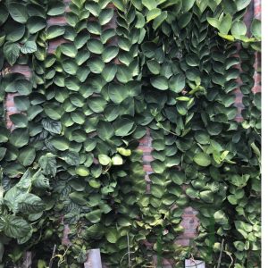 Cây giống tắc kè Thái - CayGiongTot