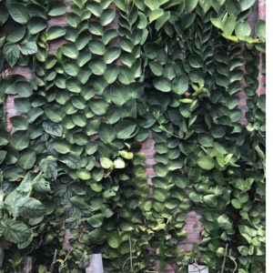 Cây giống tắc kè Thái - CayGiongTot