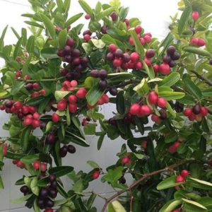 Chậu cây Siro cây trưởng thành sắp hoa - Carissa carandas - giao cây cao 40-45cm