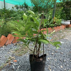 [Cây giống hoa] Tuyết Anh - CayGiongTot