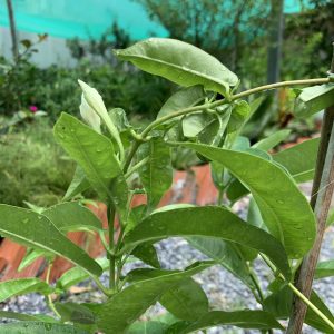 [Cây giống hoa] Tuyết Anh - CayGiongTot