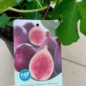 Cây giống Violette de Bordeaux Fig Tree (French Fig) có trái- giống sưu tầm siêu thơm, ngọt