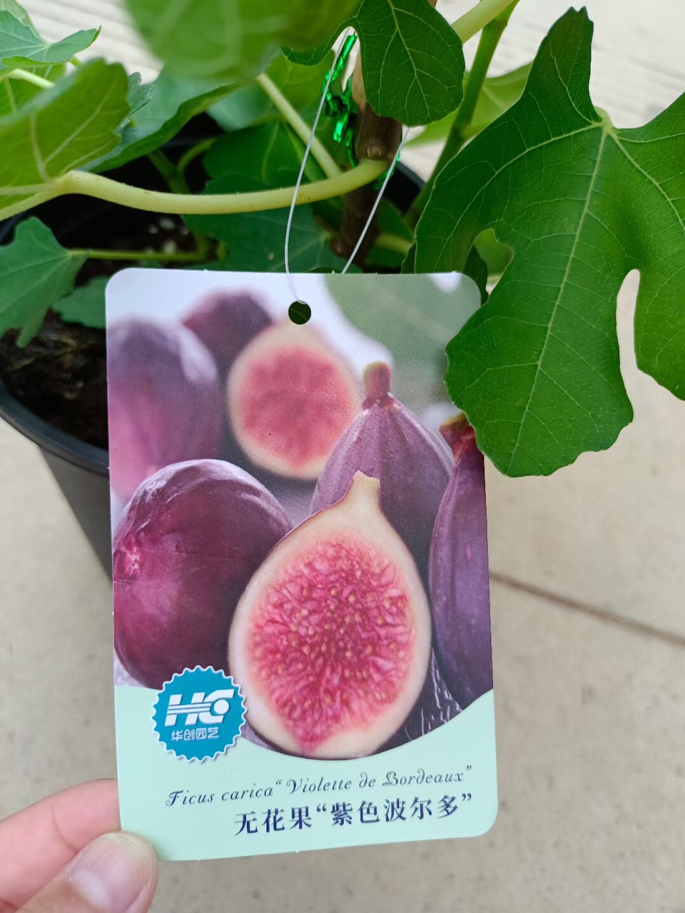 Cây giống Violette de Bordeaux Fig Tree (French Fig) có trái- giống sưu tầm siêu thơm, ngọt