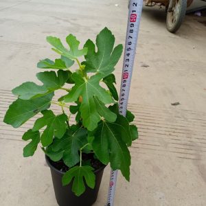 Cây giống Violette de Bordeaux Fig Tree (French Fig) có trái- giống sưu tầm siêu thơm, ngọt