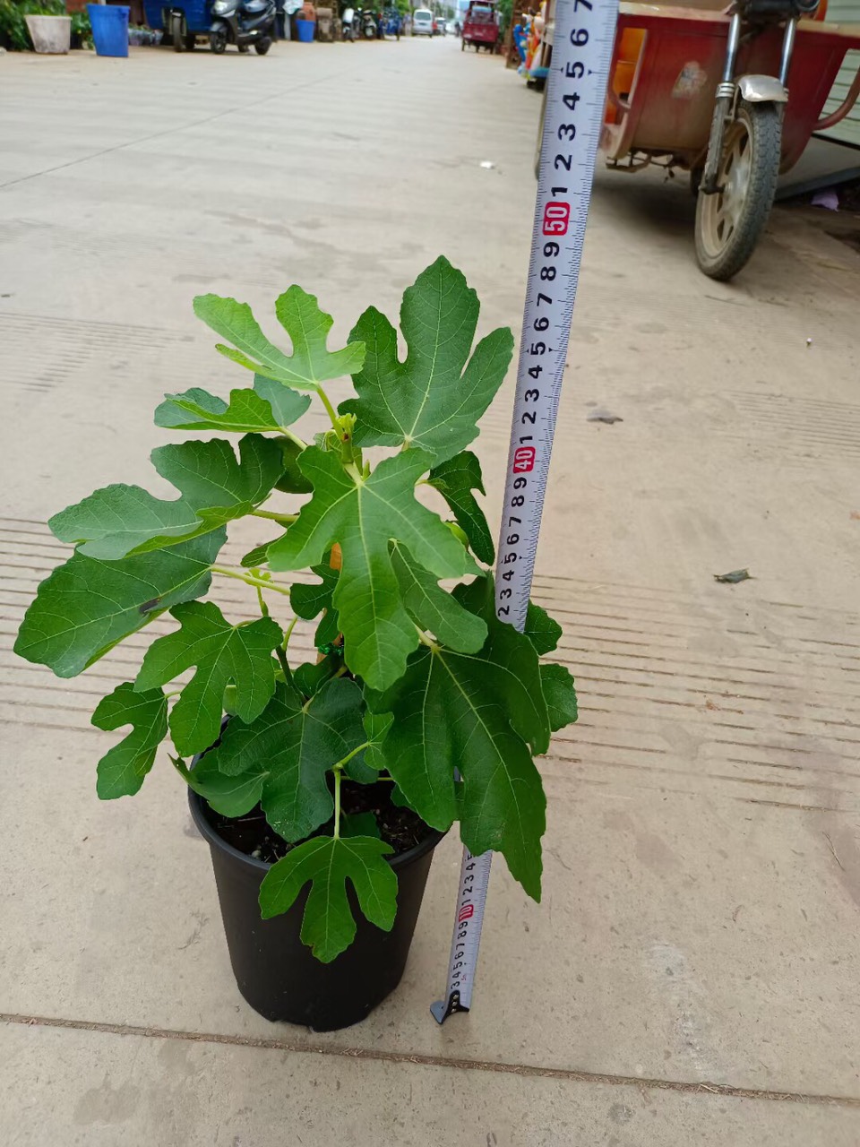 z2524206553166-ea246e789c262dbdbea765cd9548fe60 Cây giống Violette de Bordeaux Fig Tree (French Fig) có trái- giống sưu tầm siêu thơm, ngọt
