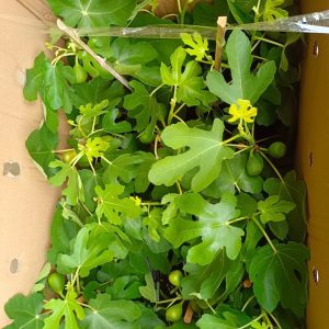 Cây giống Violette de Bordeaux Fig Tree (French Fig) có trái- giống sưu tầm siêu thơm, ngọt