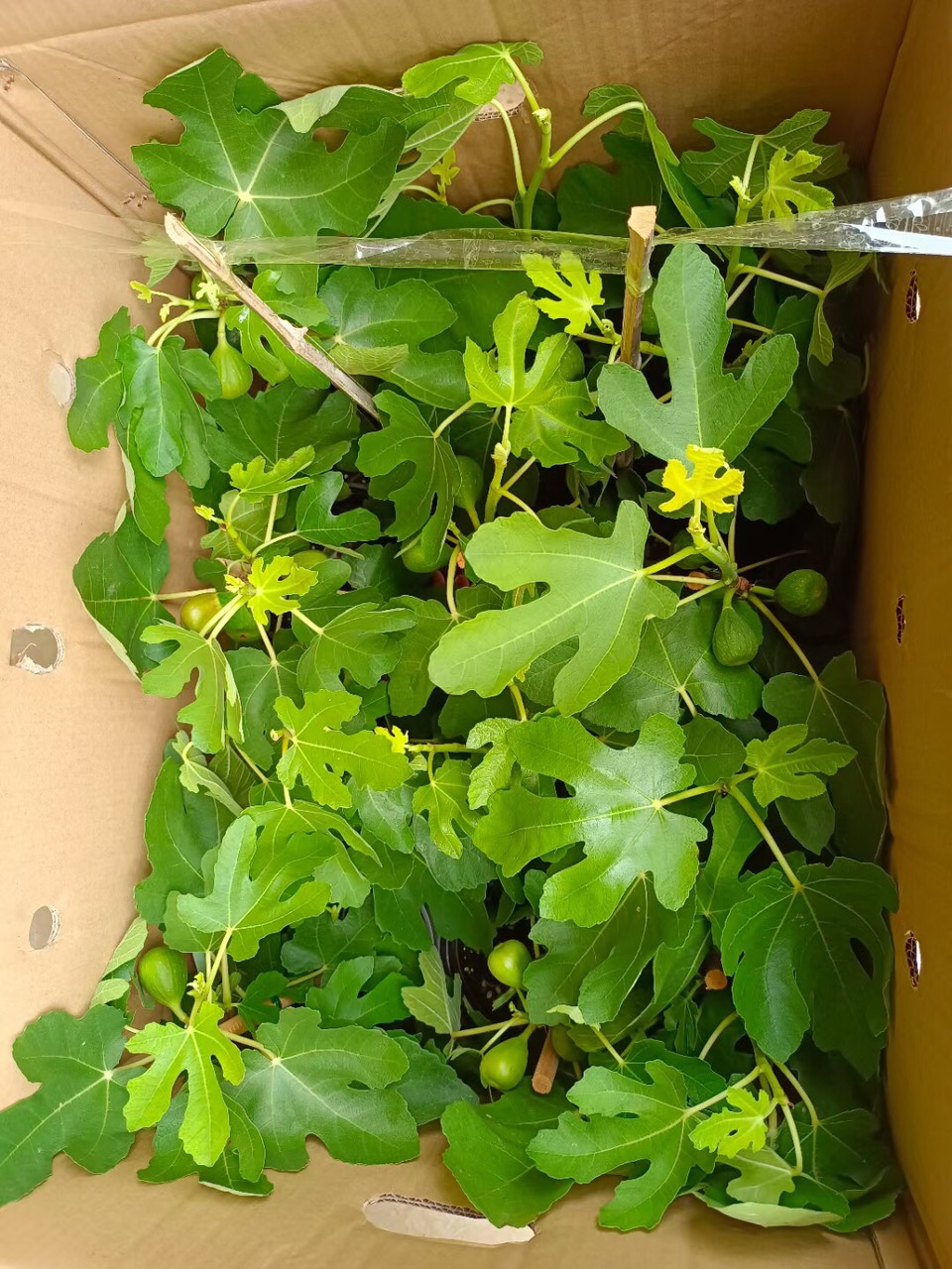 Cây giống Violette de Bordeaux Fig Tree (French Fig) có trái- giống sưu tầm siêu thơm, ngọt