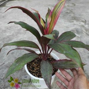 Cây giống phát tài thái - CayGiongTot