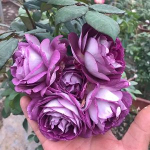 [Cây giống hoa] Hồng Society giống hồng leo Mỹ hoa thơm - CayGiongTot