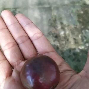 Cây giống Cây ổi rí tím (cao cỡ 40cm) - CayGiongTot