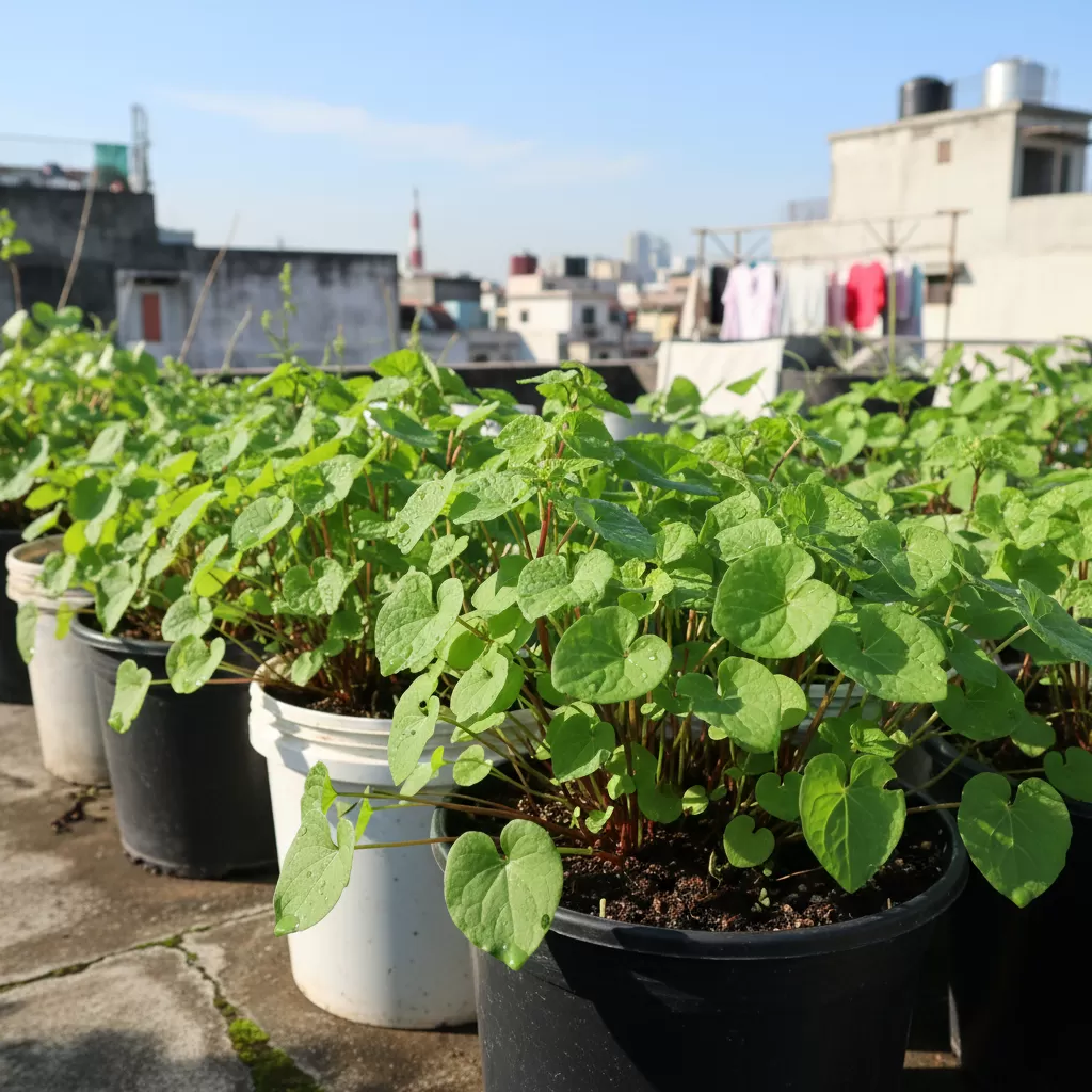 gemini_image_1772176903 Rau diếp cá phát triển xanh tốt khi được thay chậu và nhân giống đúng cách