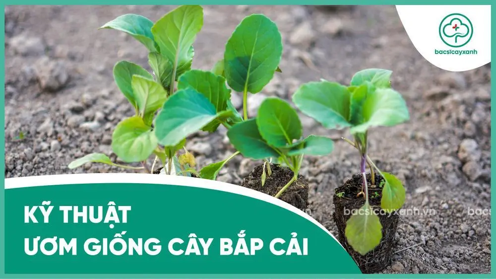 Gieo hạt và ươm cây con là bước đệm quan trọng cho năng suất sau này