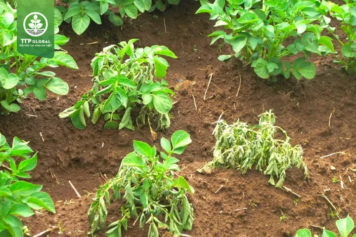 Hệ quả của việc sử dụng tro trấu chưa qua xử lý xả mặn đúng cách