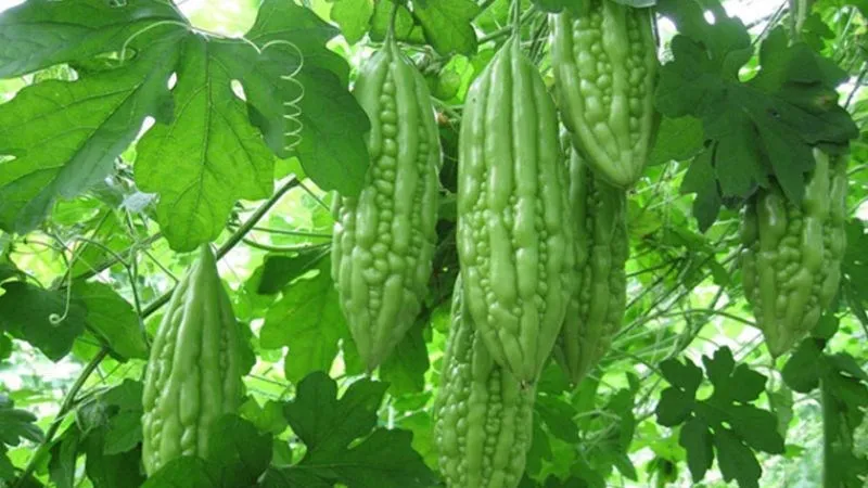 Rau mướp đắng đỏ  Dược liệu quý trong hỗ trợ điều trị bệnh trĩ tại nhà