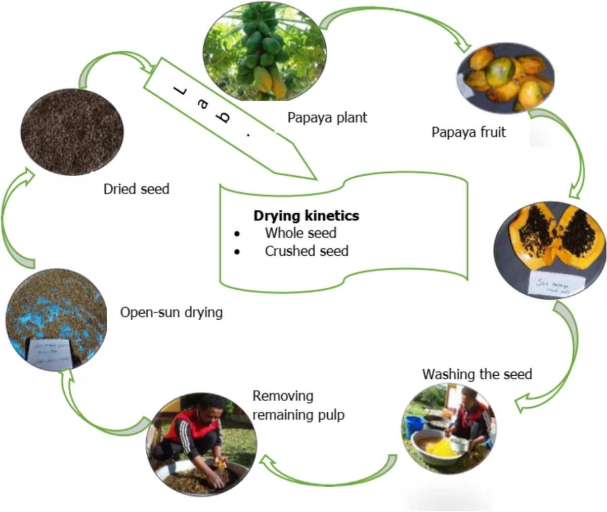 Quy trình phơi khô lá đu đủ đúng kỹ thuật để giữ nguyên hàm lượng sắt và dược tính