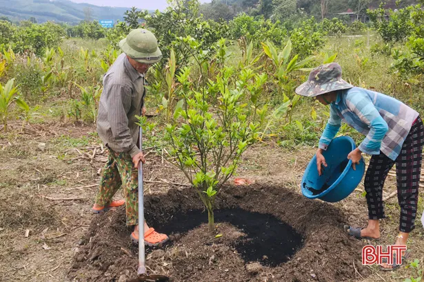 135d2154345t1451l4-149d1205838t23885l0 Chăm sóc đúng kỹ thuật là yếu tố then chốt giúp cây bí đỏ mini đạt năng suất cao