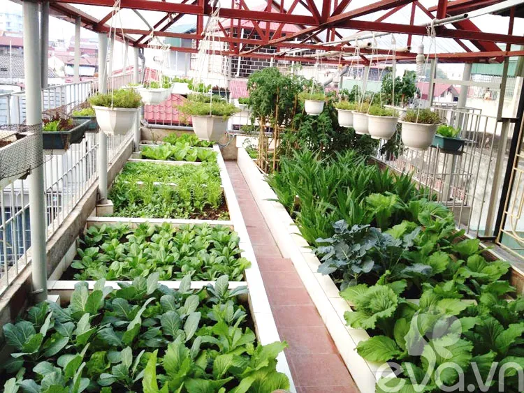 Sử dụng phân EM nước gạo giúp vườn rau phát triển xanh tốt và an toàn tuyệt đối