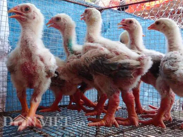 Cấu trúc vảy cá xếp tầng đặc trưng trên đôi chân gà Đông Tảo thuần chủng