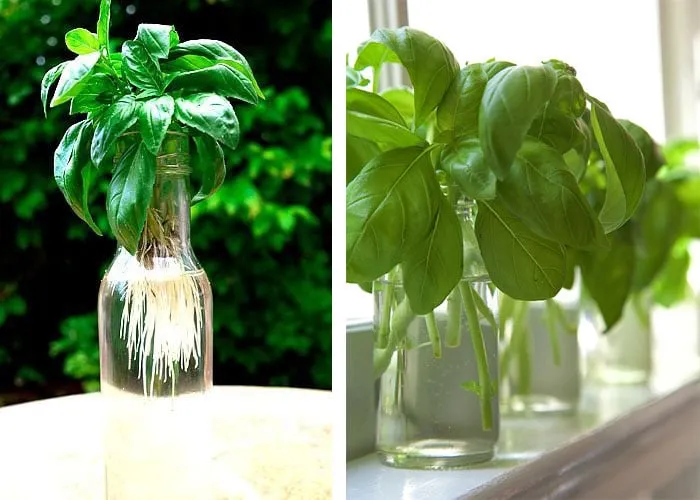 Hệ thống trồng rau húng lủi thủy canh hiện đại đảm bảo độ sạch và chất lượng vượt trội
