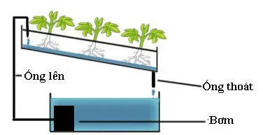 Các bước lắp đặt hệ thống thủy canh DIY cần sự tỉ mỉ để đảm bảo tính tuần hoàn của nước