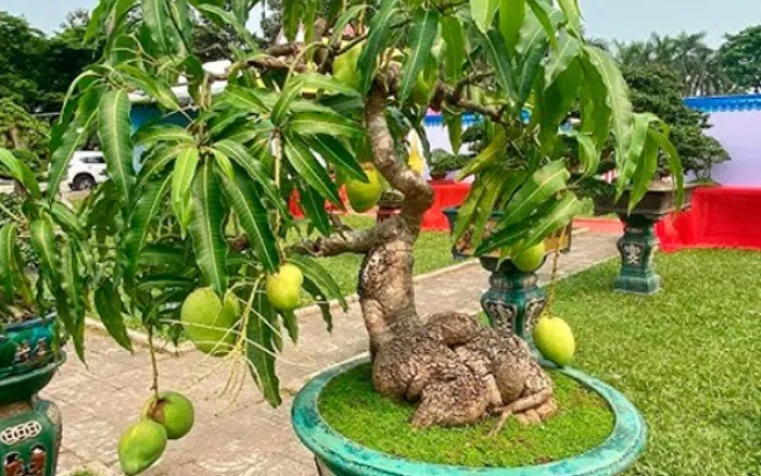 Chăm sóc đúng kỹ thuật giúp cây Xoài Hoàng Kim Mini Bonsai phát triển bền vững và cho năng suất cao