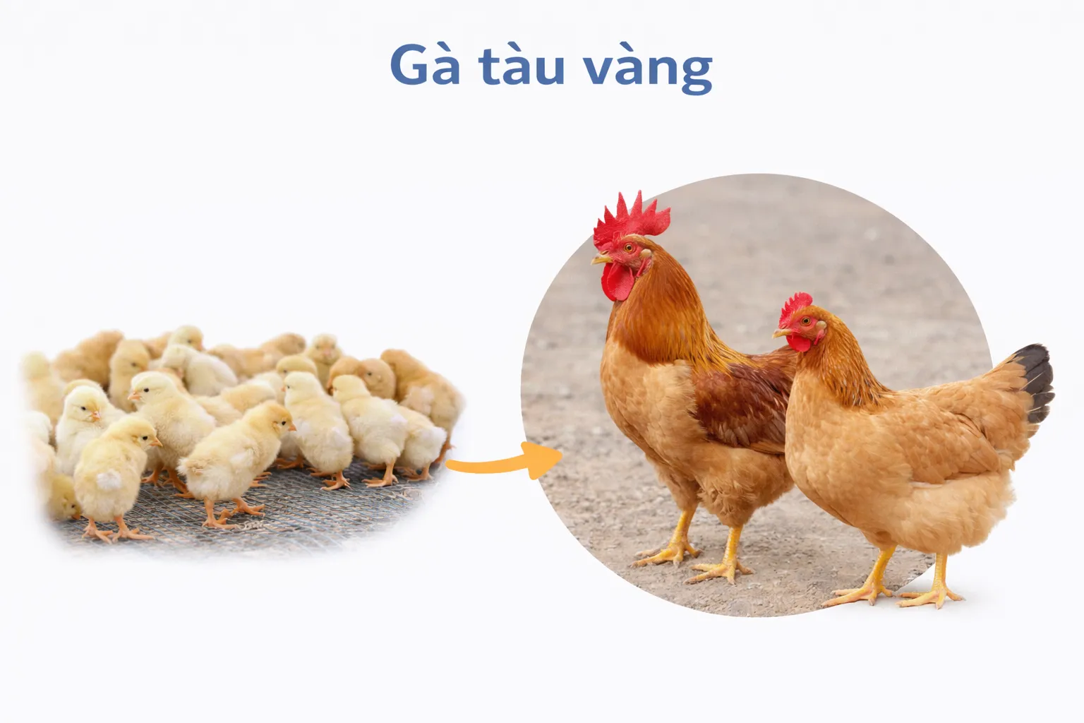 Mô hình nuôi gà Tàu Vàng mỏ cam vườn mang lại giá trị kinh tế cao và chất lượng thịt vượt trội