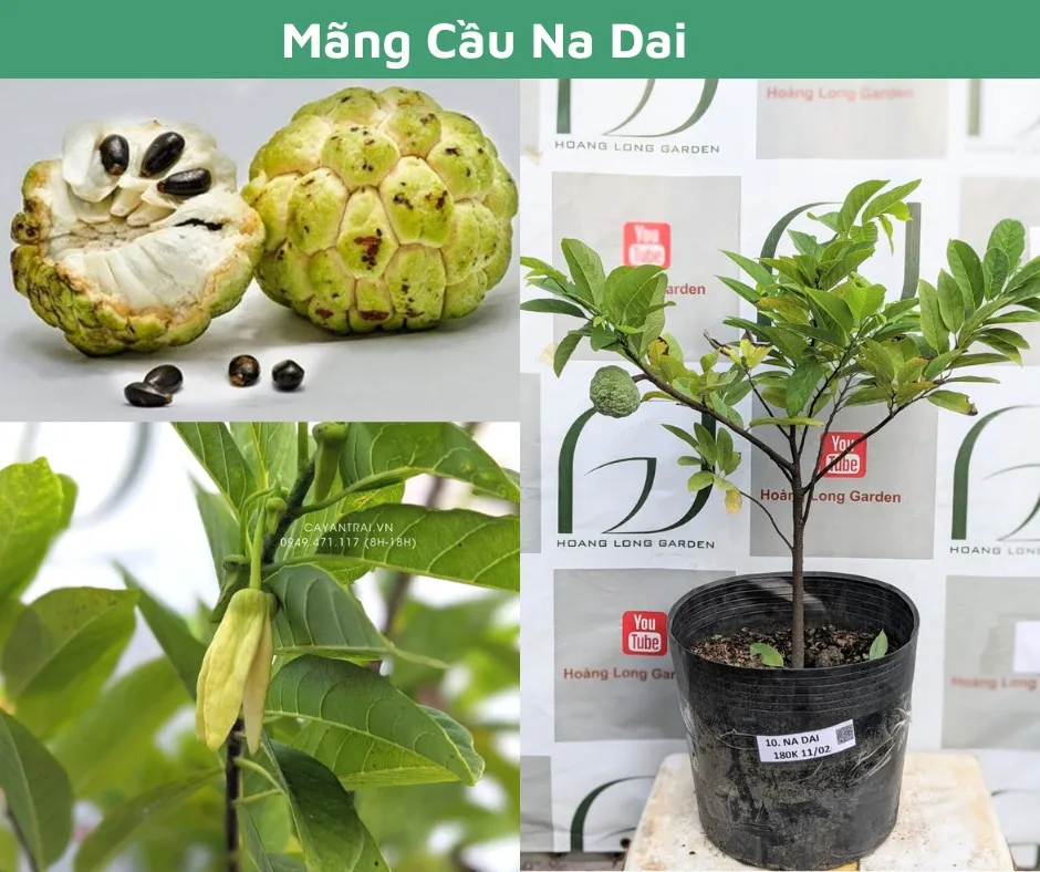 Mô hình trồng mãng cầu xiêm ghép chậu mang lại hiệu quả kinh tế và giá trị thẩm mỹ cao cho không gian phố