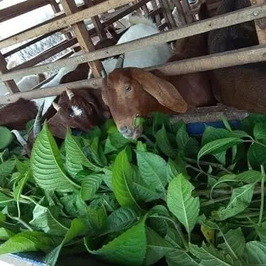 Chế độ dinh dưỡng đa dạng từ thảo mộc giúp sữa dê thơm ngon và giàu dinh dưỡng