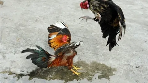 Mô hình nuôi gà nòi thả vườn mang lại giá trị kinh tế vượt trội