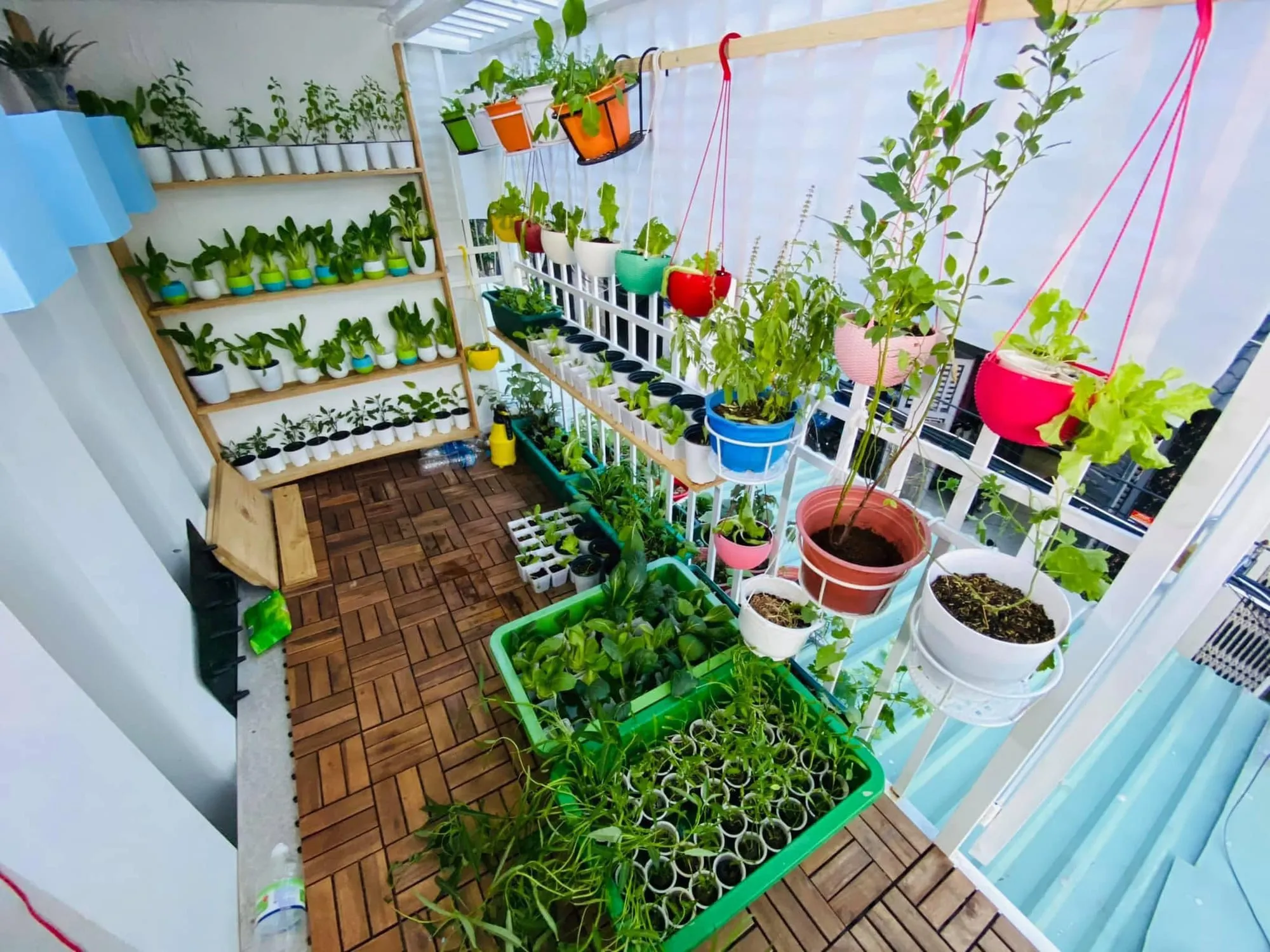 Tối ưu diện tích ban công bằng hệ thống vườn đứng trồng rau thân thảo