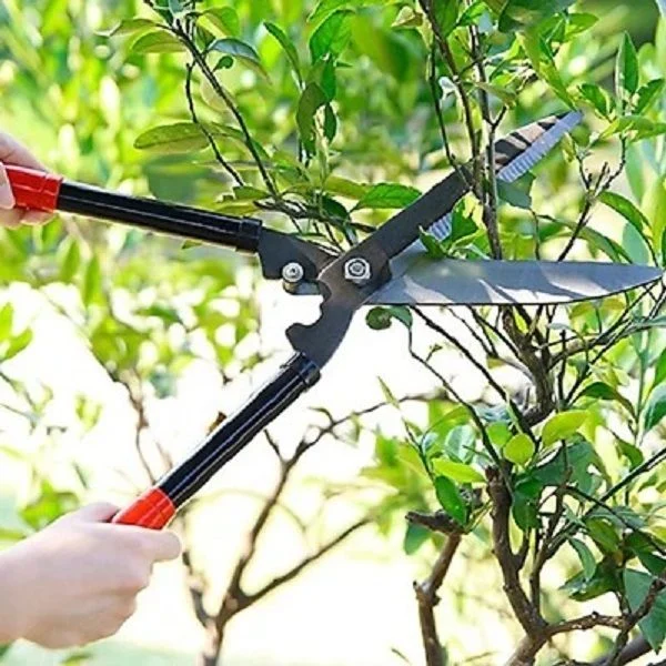 Cắt tỉa định kỳ giúp cây thông thoáng và tập trung dinh dưỡng nuôi những trái cam chất lượng nhất