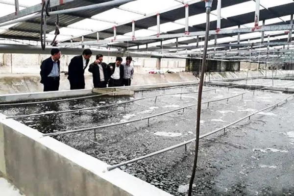 Thiết kế bể xi măng có hệ thống xiphông trung tâm giúp loại bỏ chất thải hiệu quả