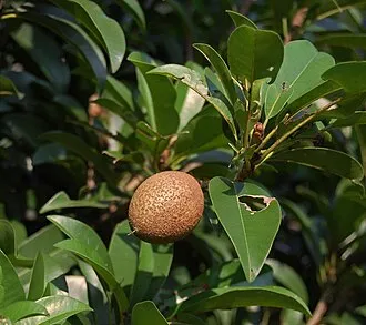 Những trái hồng xiêm mini chín mọng với độ ngọt đậm đà và hương thơm đặc trưng