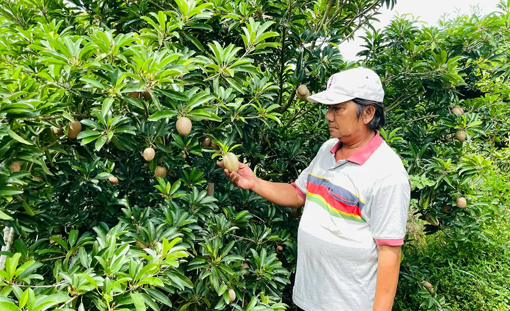 Cảm giác tự tay thu hoạch những trái hồng xiêm sạch là trải nghiệm vô giá cho cư dân đô thị