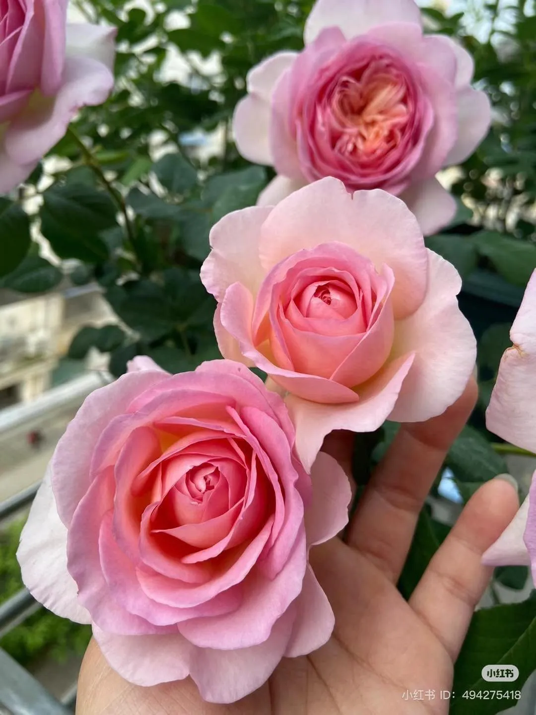 Cấu trúc cánh hoa thuôn dài đặc trưng tạo nên vẻ đẹp khác biệt cho Lady Finger