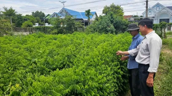 5032-rau-bo-ngot-2-084502_33 Lựa chọn rau bồ tất có nguồn gốc tự nhiên để đảm bảo an toàn thực phẩm
