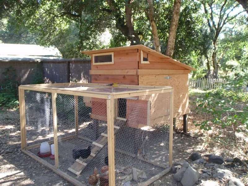 Thiết kế chuồng mini thông minh giúp gà phát triển khỏe mạnh trong không gian hẹp