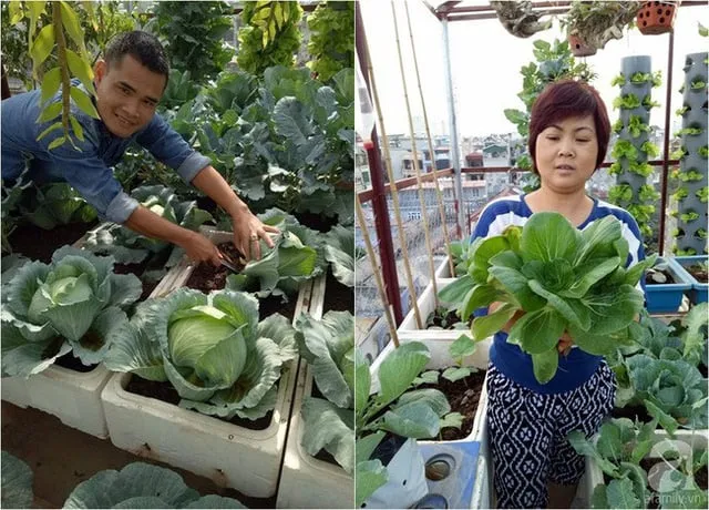 Tự trồng bắp cải giúp gia đình chủ động nguồn rau sạch và an toàn tuyệt đối