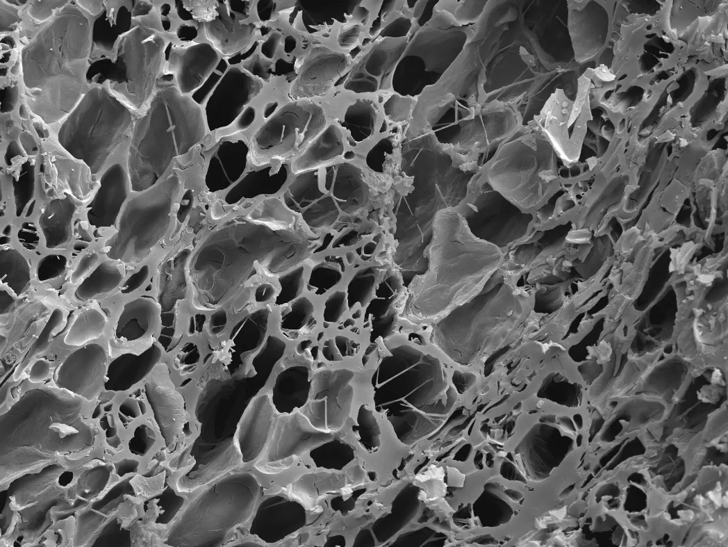 Cấu trúc vi lỗ đặc trưng giúp Biochar có diện tích bề mặt cực lớn để giữ nước và dinh dưỡng