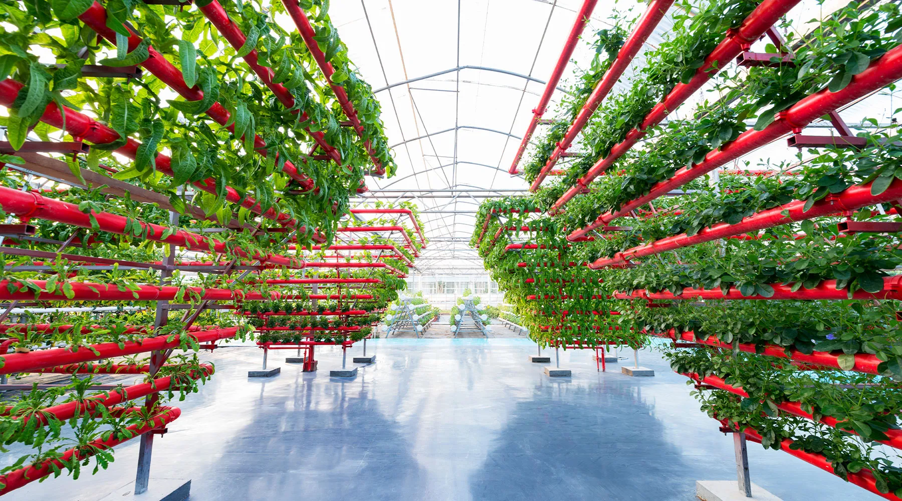 686e7bbcb9fef07737ba574b_vertical-farming_hydroponic Quy trình canh tác thủy canh khép kín đảm bảo rau bồ công anh đỏ sạch và an toàn