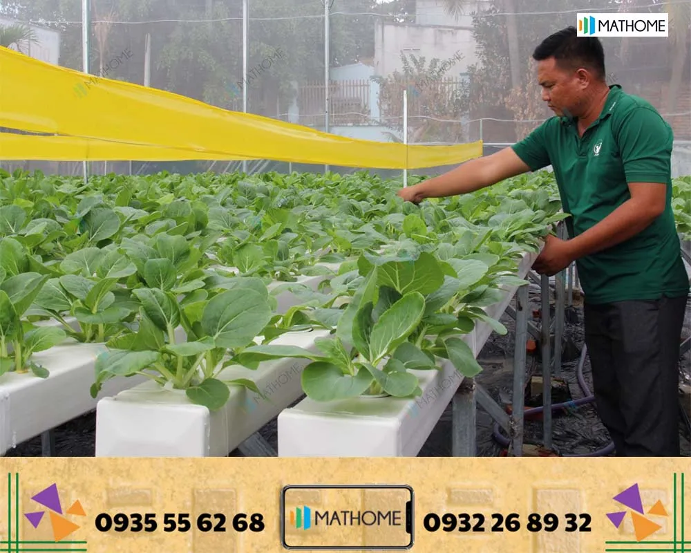 Ứng dụng xốp EPS 20Densy làm bè nổi giúp cây rau phát triển đồng đều và khỏe mạnh